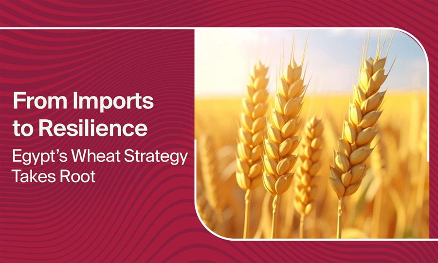 From Imports to Resilience: Egypt’s Wheat Strategy Takes Root